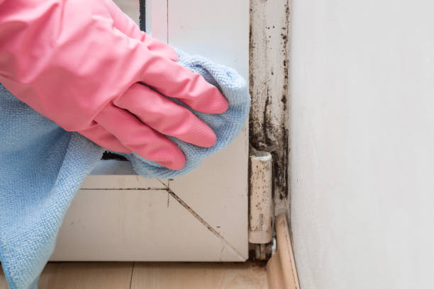 Best Mold Prevention Services  in Rockwell, AR